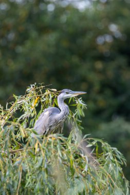 Bir Grey Heron (Ardea cinerea), Dublin 'deki Peder Collins Park' ta yürüyor. Bu yaygın balıkçıl genellikle Avrupa 'nın her yerinde balık, amfibi ve küçük memeliler için avlanan su kütlelerinin yanında bulunur..