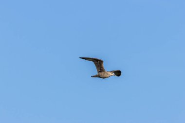 Lesser Black-Backed Gull (Larus fuscus) feeds on fish, insects, and scraps. Photographed on Bull Island, Dublin. clipart