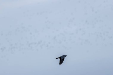 Jackdaw (Coloeus monedula) feeds on seeds, insects, and scraps. Photographed on Bull Island, Dublin. clipart