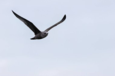 Herring Gull (Larus argentatus) feeds on fish, crustaceans, and scraps. Photographed on Bull Island, Dublin. clipart