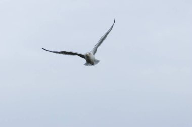 Ringa martı (Larus argentatus) balık, kabuklular ve artıklarla beslenir. Boğa Adası, Dublin 'de çekilmiş..
