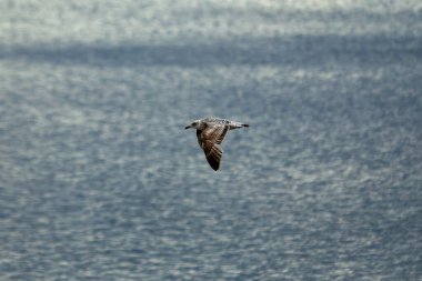 Ringa martı (Larus argentatus) balık, kabuklular ve artıklarla beslenir. Boğa Adası, Dublin 'de çekilmiş..