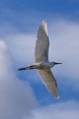 Küçük balıkçıl balıklar, böcekler ve kabuklularla beslenir. Boğa Adası, Dublin 'de görüldü, vahşi yaşam cenneti..