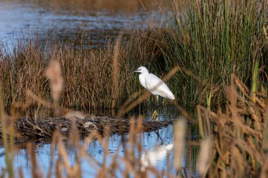 Küçük balıkçıl balıklar, böcekler ve kabuklularla beslenir. Boğa Adası, Dublin 'de görüldü, vahşi yaşam cenneti..