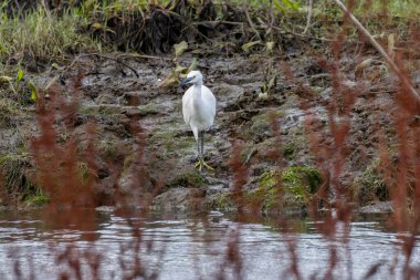 Little Egret feeds on fish, insects, and crustaceans. Spotted at Bull Island, Dublin, a wildlife haven. clipart