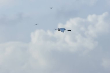 Küçük balıkçıl balıklar, böcekler ve kabuklularla beslenir. Boğa Adası, Dublin 'de görüldü, vahşi yaşam cenneti..