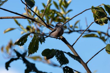 Long-tailed Tit, a small songbird feeding on insects, spiders, and seeds. Spotted in Father Collins Park, Dublin clipart