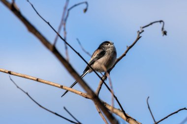 Long-tailed Tit, a small songbird feeding on insects, spiders, and seeds. Spotted in Father Collins Park, Dublin clipart