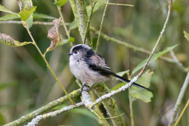 Long-tailed Tit, a small songbird feeding on insects, spiders, and seeds. Spotted in Father Collins Park, Dublin