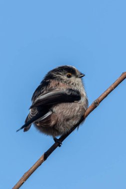 Long-tailed Tit, a small songbird feeding on insects, spiders, and seeds. Spotted in Father Collins Park, Dublin clipart