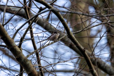 Long-tailed Tit, a small songbird feeding on insects, spiders, and seeds. Spotted in Father Collins Park, Dublin