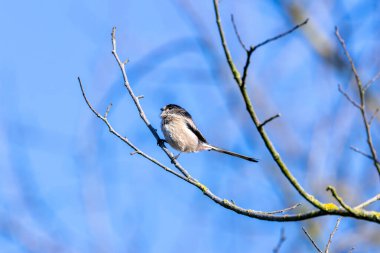 Long-tailed Tit, a small songbird feeding on insects, spiders, and seeds. Spotted in Father Collins Park, Dublin