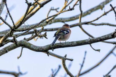 Erkek papatya tohum ve böcek yer. Peder Collins Park, Dublin 'de görüldü ve fotoğraflandı..