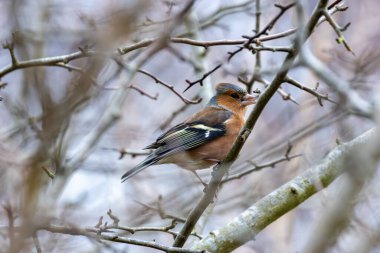 Erkek papatya tohum ve böcek yer. Peder Collins Park, Dublin 'de görüldü ve fotoğraflandı..