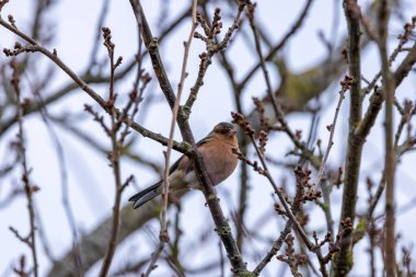 Erkek papatya tohum ve böcek yer. Peder Collins Park, Dublin 'de görüldü ve fotoğraflandı..