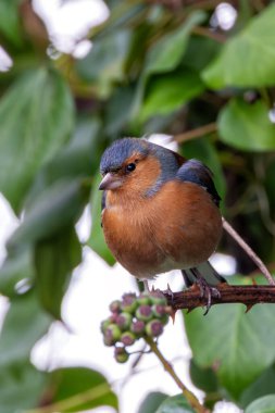 Erkek papatya tohum ve böcek yer. Peder Collins Park, Dublin 'de görüldü ve fotoğraflandı..