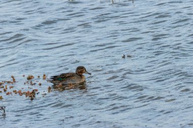 The male Eurasian Teal, a dabbling duck, feeds on seeds, aquatic plants, and insects. This vibrant bird was captured on Bull Island, Dublin, known for its diverse wetland wildlife. clipart