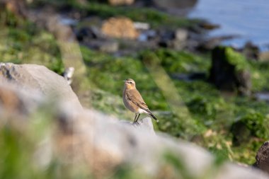 Wheatear, Dublin 'in Botanik Bahçeleri' nde böcek ve böğürtlenlerle beslenen göçmen bir kuş görüldü.. 