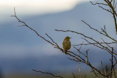 Meadow Pipit, Boğa Adası, Dublin 'de böcek ve tohumlarla beslenen küçük bir kuş..