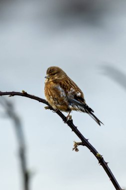 Female Linnet, a small finch feeding on seeds, spotted in the scrublands of Bull Island, Dublin clipart