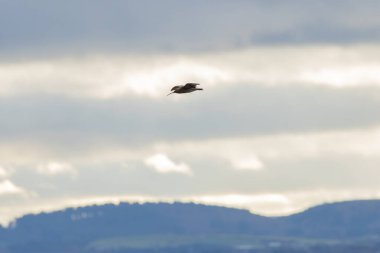 Eurasian Curlew, a wading bird feeding on invertebrates, spotted at Bull Island, Dublin's coastal wetlands.  clipart