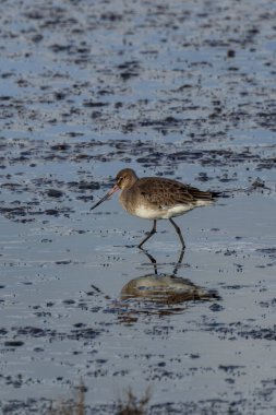 Kara Kuyruklu Godwit, solucan ve böceklerle beslenen bir balıkçı, Dublin 'in sulak arazilerindeki Bull Island' da görüldü..