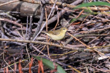 Willow Warbler, İrlanda 'nın Dublin şehrinde Boğa Adası' nda görülen melodik bir şarkısı olan küçük bir böcek türü..