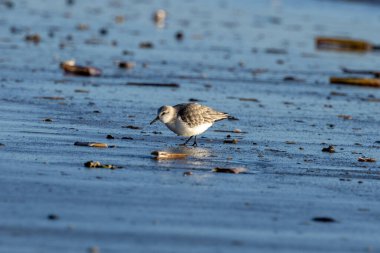 Omurgasızlarla beslenen küçük bir sahil kuşu olan zımpara kuşunun fotoğrafı Boğa Adası, Dublin, İrlanda 'da çekildi..