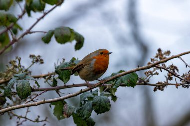 Böcekler, meyveler ve tohumlarla beslenen bülbül kırmızısı Dublin 'de fotoğraflandı..