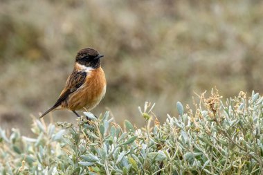 Avrupa Taşkakanı (Saxicola rubicola) böcek ve tohumlarla beslenir. Bu Boğa Adası, Dublin 'de görüldü. Kuş yaşamı açısından zengin bir kıyı ortamı. Bu küçük göçmen için mükemmel bir ortam sunuyor..