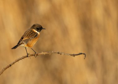 Avrupa Taşkakanı (Saxicola rubicola) böcek ve tohumlarla beslenir. Bu Boğa Adası, Dublin 'de görüldü. Kuş yaşamı açısından zengin bir kıyı ortamı. Bu küçük göçmen için mükemmel bir ortam sunuyor..
