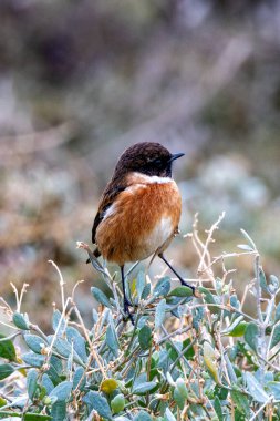 The European Stonechat (Saxicola rubicola) feeds on insects and seeds. This one was spotted on Bull Island, Dublin, a coastal habitat rich in birdlife, offering a perfect environment for this small passerine. clipart