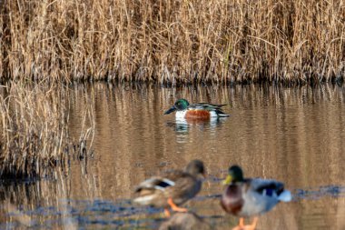 Bir Kuzeyli Kürekçi (Anas clypeata) Boğa Adası, Dublin 'de yiyecek arar. Bu ördek kendine özgü spatula şeklindeki gagasını kullanarak omurgasızlar ve bitkiler için suyu süzer. Dünya çapında sulak alanlarda yaygındır..