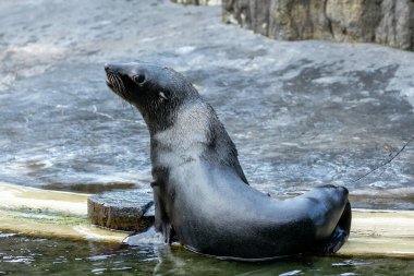 Antarktika Kürk Foku (Arctocephalus gazella) balık ve kril ile beslenir. Buzlu ortamında fotoğraflanan bu deniz memelisi Antarktika altı adalarda ve Antarktika Yarımadası 'nda yaşar..