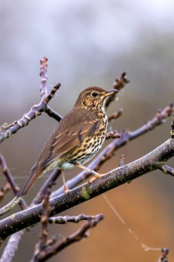 Ardıç kuşu (Turdus philomelos) böcek, salyangoz ve böğürtlen yer. Peder Collins Park, Dublin 'de çekilmiş..