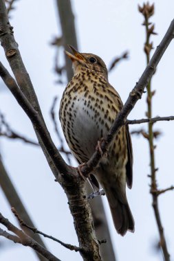 Ardıç kuşu (Turdus philomelos) böcek, salyangoz ve böğürtlen yer. Peder Collins Park, Dublin 'de çekilmiş..