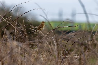 Ardıç kuşu (Turdus philomelos) böcek, salyangoz ve böğürtlen yer. Peder Collins Park, Dublin 'de çekilmiş..