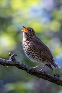 Ardıç kuşu (Turdus philomelos) böcek, salyangoz ve böğürtlen yer. Peder Collins Park, Dublin 'de çekilmiş..