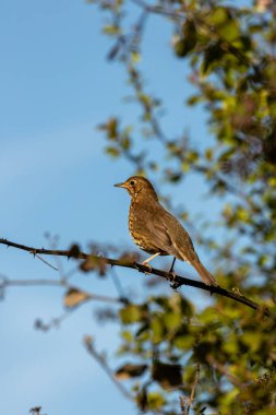 Ardıç kuşu (Turdus philomelos) böcek, salyangoz ve böğürtlen yer. Peder Collins Park, Dublin 'de çekilmiş..