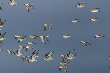 Kırmızı düğüm (Calidris canutus) yumuşakçalar ve kabuklularla beslenir. Boğa Adası, Dublin 'de çekilen bu göçmen kıyı kuşu Kuzey Kutbu' nda ürer ve kışın dünya çapında kıyı bölgelerinde çoğalır..