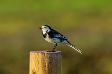 Pied Wagtail, İrlanda 'da bulunan küçük bir kuş türüdür. Bu Boğa Adası, Dublin 'de görülmüş. Kıyı boyunca böcek, larva ve küçük su omurgasızlarını arıyormuş..