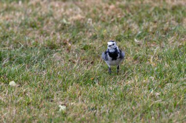 Pied Wagtail, İrlanda 'da bulunan küçük bir kuş türüdür. Bu Boğa Adası, Dublin 'de görülmüş. Kıyı boyunca böcek, larva ve küçük su omurgasızlarını arıyormuş..