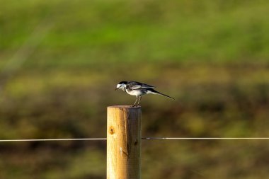 Pied Wagtail, İrlanda 'da bulunan küçük bir kuş türüdür. Bu Boğa Adası, Dublin 'de görülmüş. Kıyı boyunca böcek, larva ve küçük su omurgasızlarını arıyormuş..