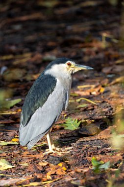 Siyah taçlı gece balıkçıl, balık, böcek ve amfibilerle beslenen orta büyüklükte bir kuş türüdür. Bu fotoğraf huzurlu bir sulak arazide çekildi..