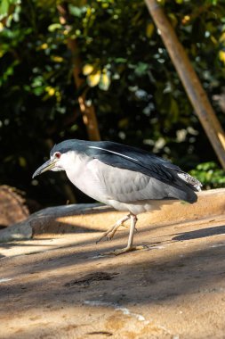 Siyah taçlı gece balıkçıl, balık, böcek ve amfibilerle beslenen orta büyüklükte bir kuş türüdür. Bu fotoğraf huzurlu bir sulak arazide çekildi..