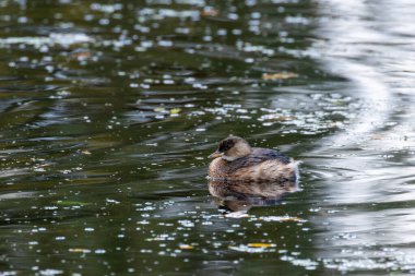 Küçük Grebe, balık ve böceklerle beslenen küçük bir su kuşudur. Bu fotoğraf Dublin 'deki Peder Collins Parkı' nda çekildi. Su kuşları için popüler bir yerleşim yeri..