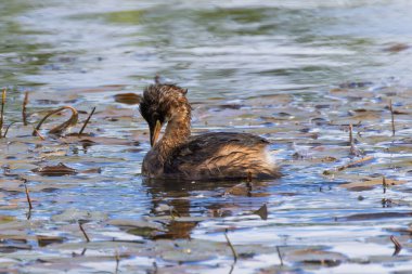 The Little Grebe is a small waterbird that feeds on fish and insects. This one was photographed in Dublin's Father Collins Park, a popular urban habitat for waterbirds. clipart