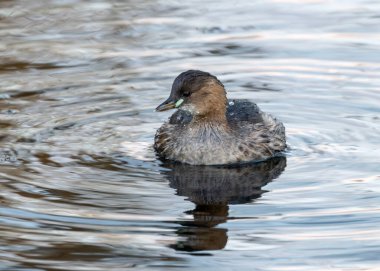 Küçük Grebe, balık ve böceklerle beslenen küçük bir su kuşudur. Bu fotoğraf Dublin 'deki Peder Collins Parkı' nda çekildi. Su kuşları için popüler bir yerleşim yeri..