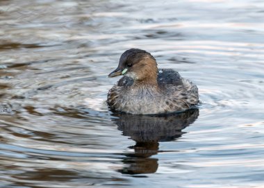 The Little Grebe is a small waterbird that feeds on fish and insects. This one was photographed in Dublin's Father Collins Park, a popular urban habitat for waterbirds. clipart