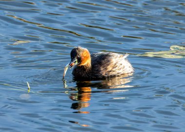 Küçük Grebe, balık ve böceklerle beslenen küçük bir su kuşudur. Bu fotoğraf Dublin 'deki Peder Collins Parkı' nda çekildi. Su kuşları için popüler bir yerleşim yeri..
